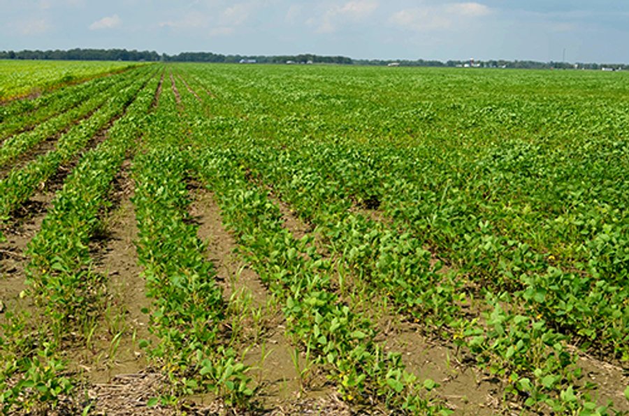 LAND AUCTION - 80+/- Acres offered in 1 Tract in Allen County